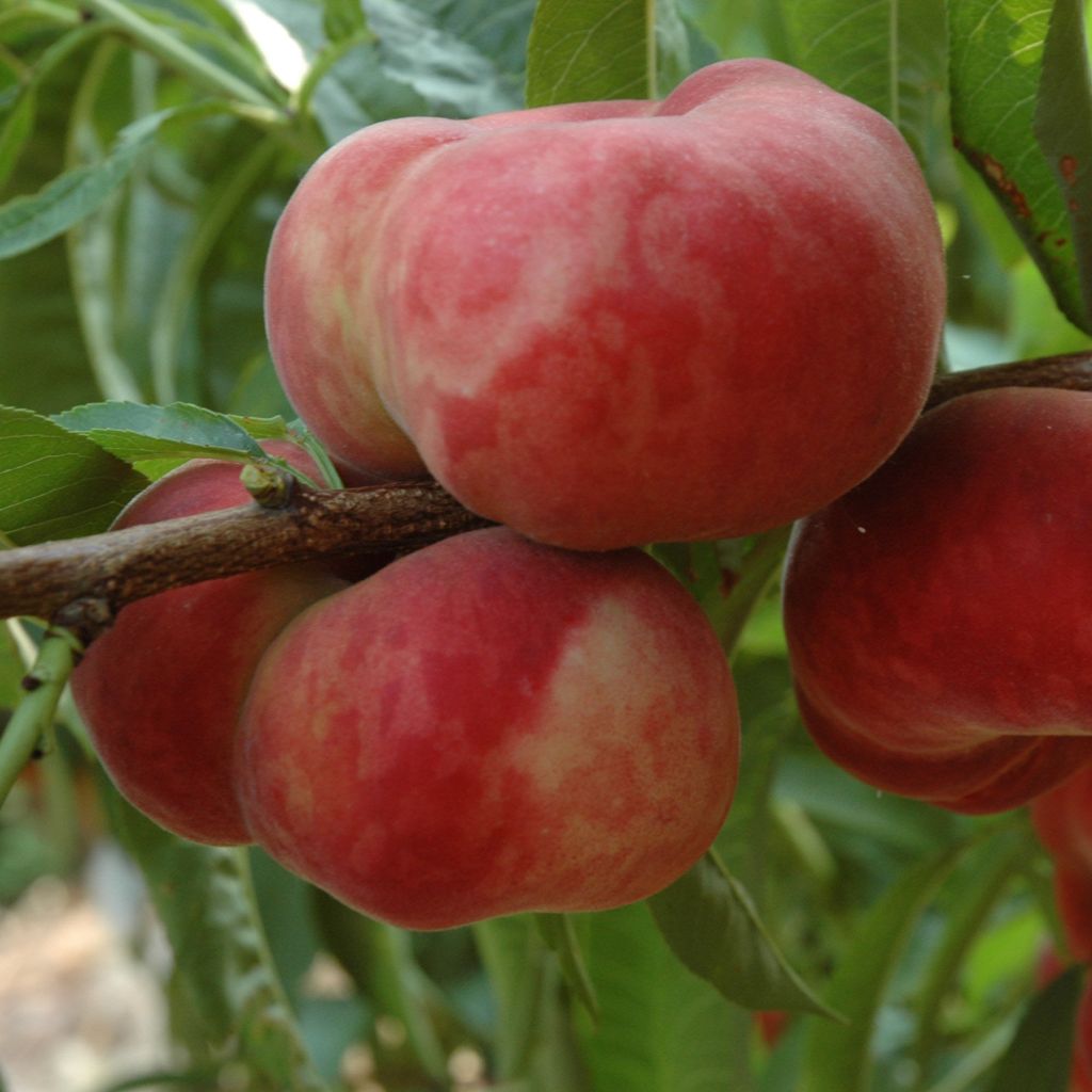 Prunus persica Sauzee Bel - Flat Peach Tree
