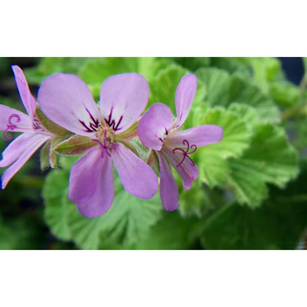 Pelargonium Atomic Snowflake - Géranium odorant au parfum de rose et citron