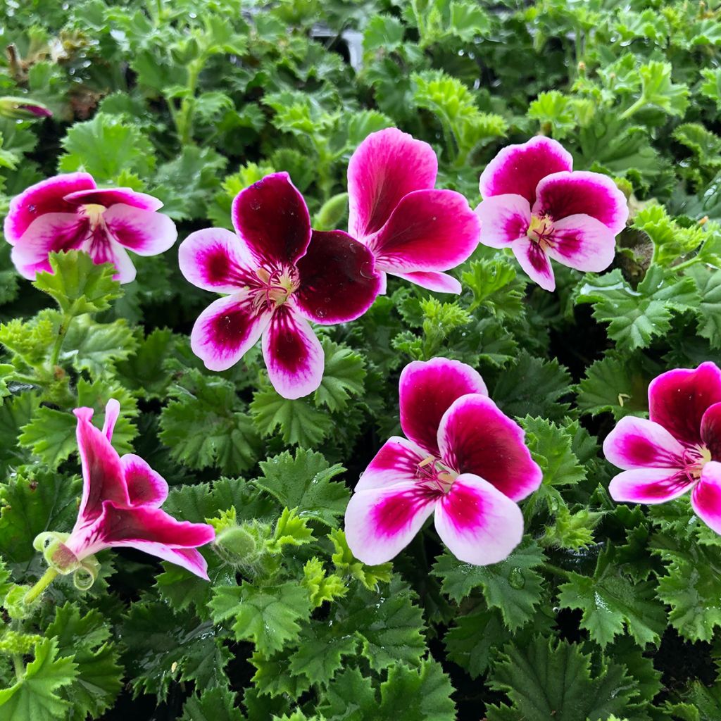 Pelargonium Angel's Perfume - Regal Geranium