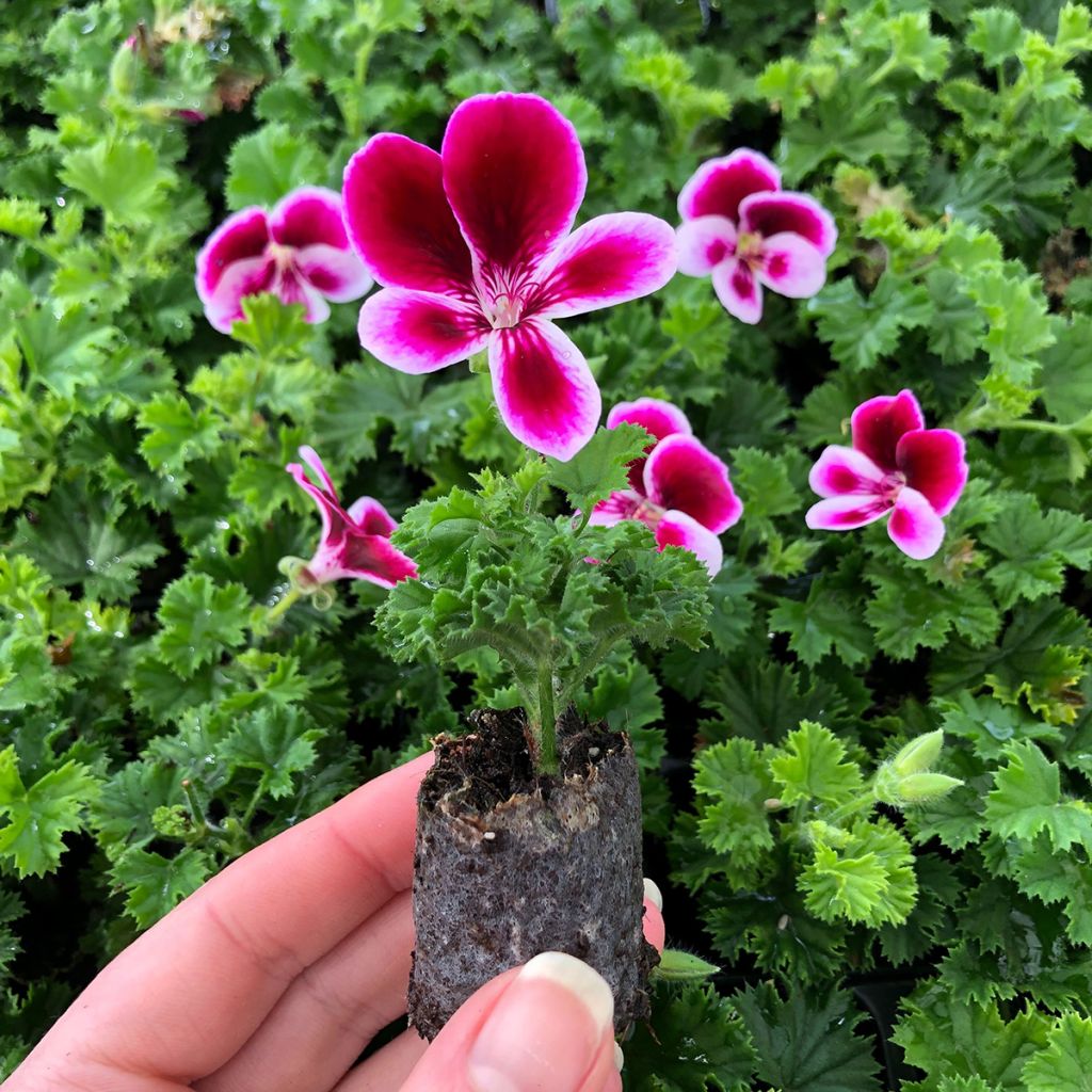 Pelargonium Angel's Perfume - Regal Geranium