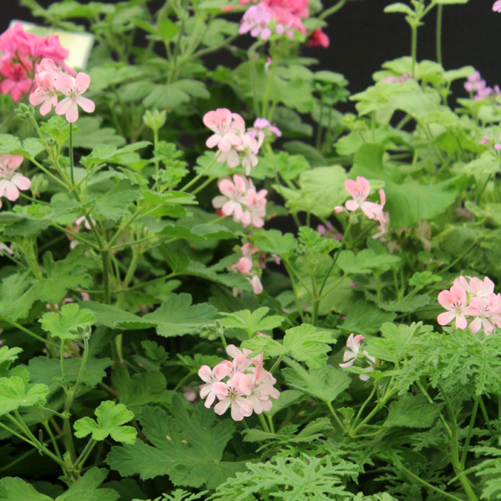 Pelargonium Sweet Mimosa