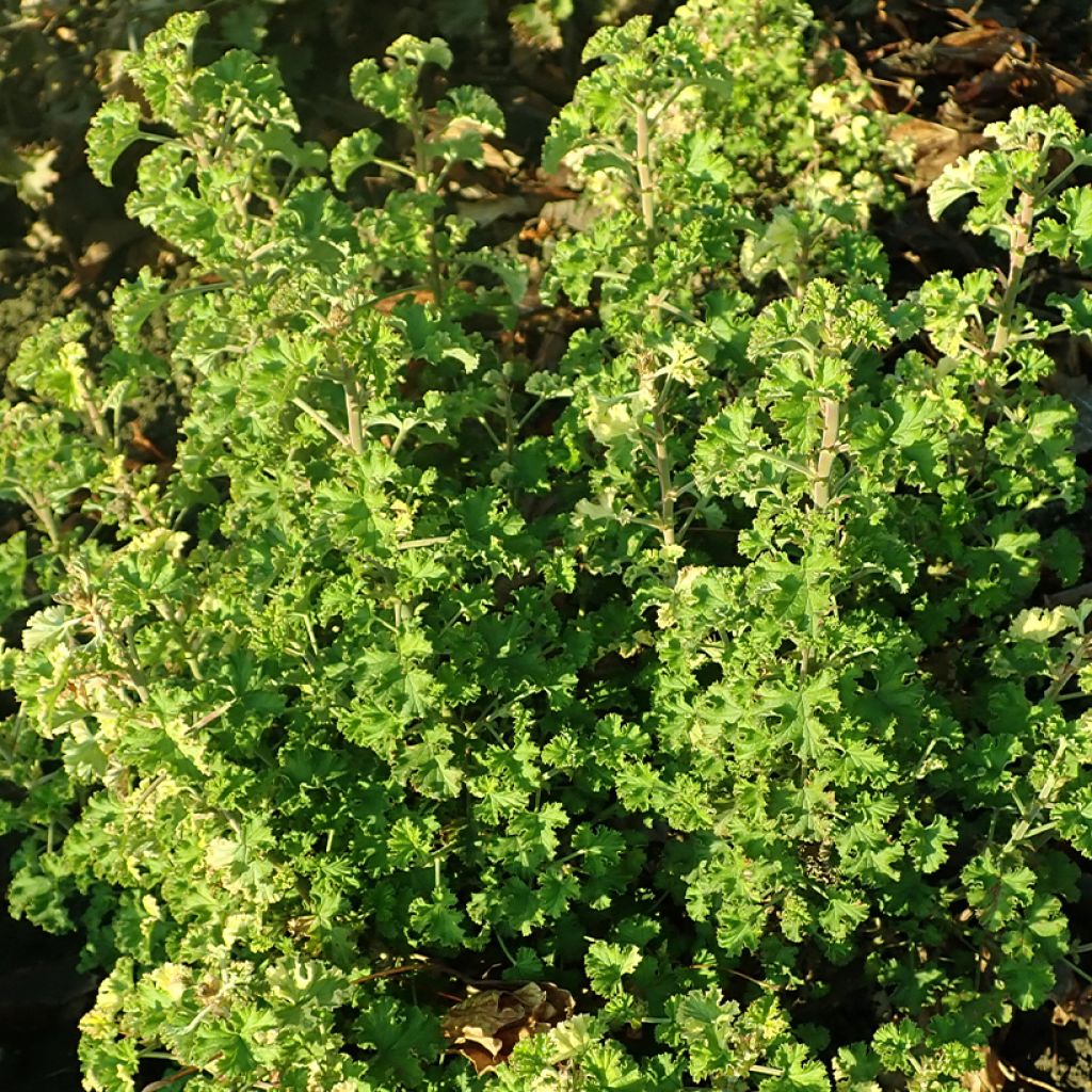 Pelargonium crispum Peach Cream - Géranium d'odeur panaché parfum pêche