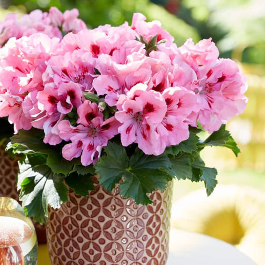 Pelargonium grandiflorum Elegance Fenna - Géranium des fleuristes