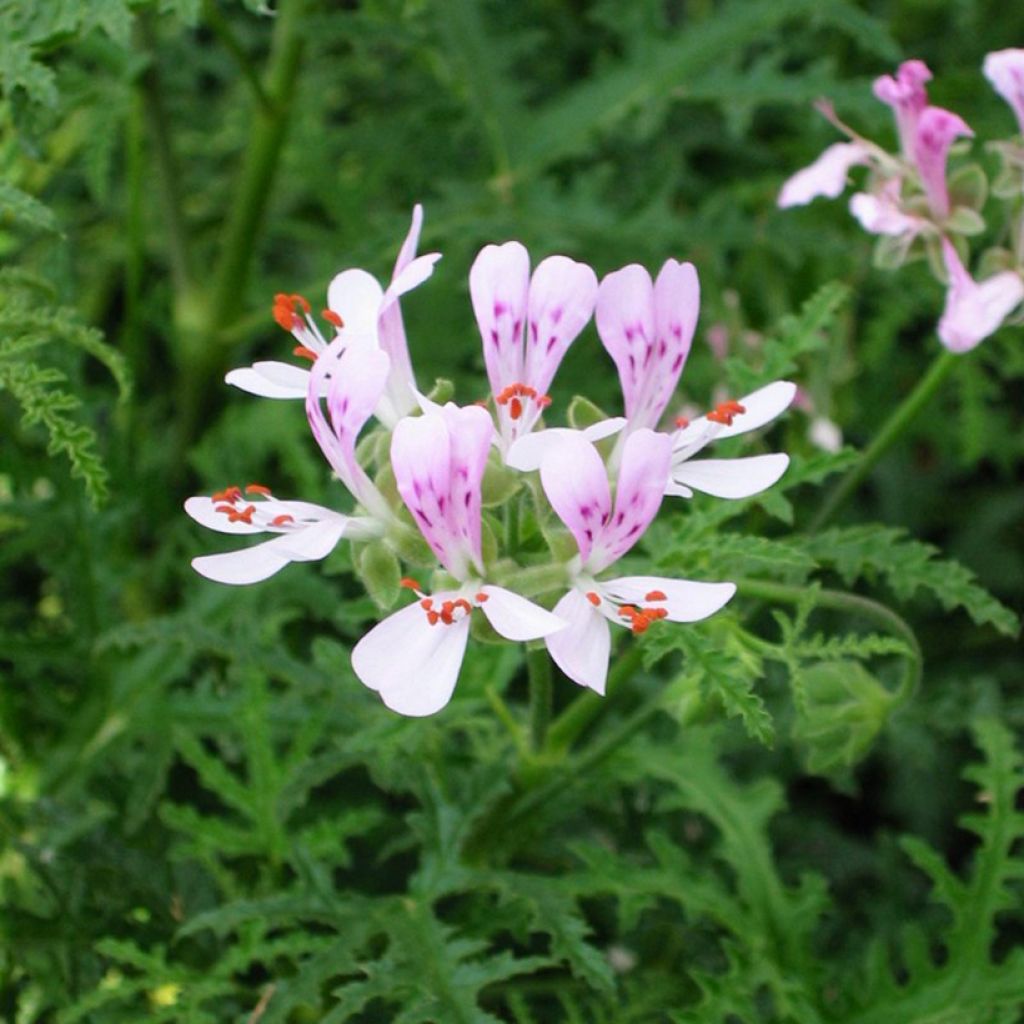 Pelargonium crispum Candy Dancer