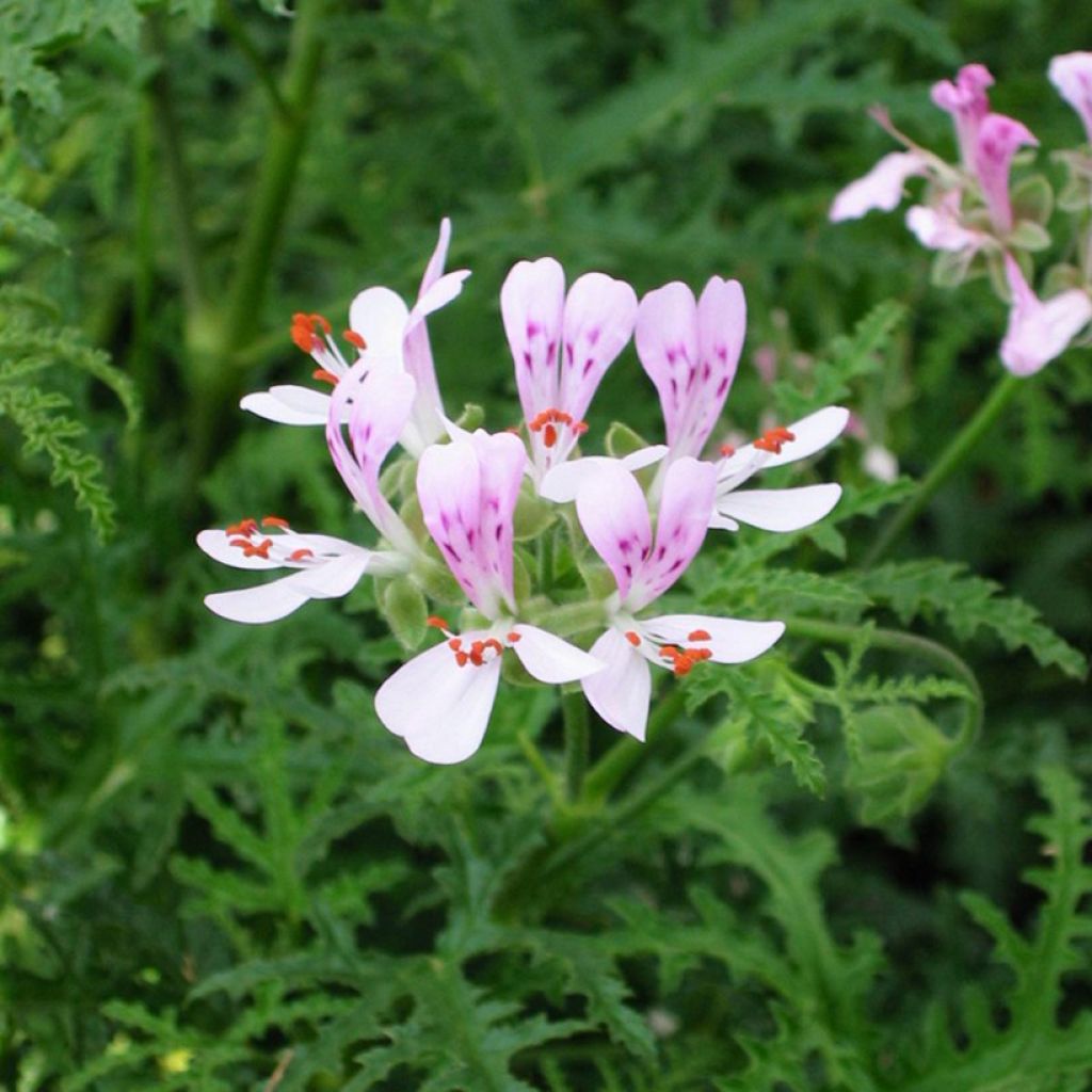 Pelargonium odorant Candy Dancer - Géranium parfum rose citronnée