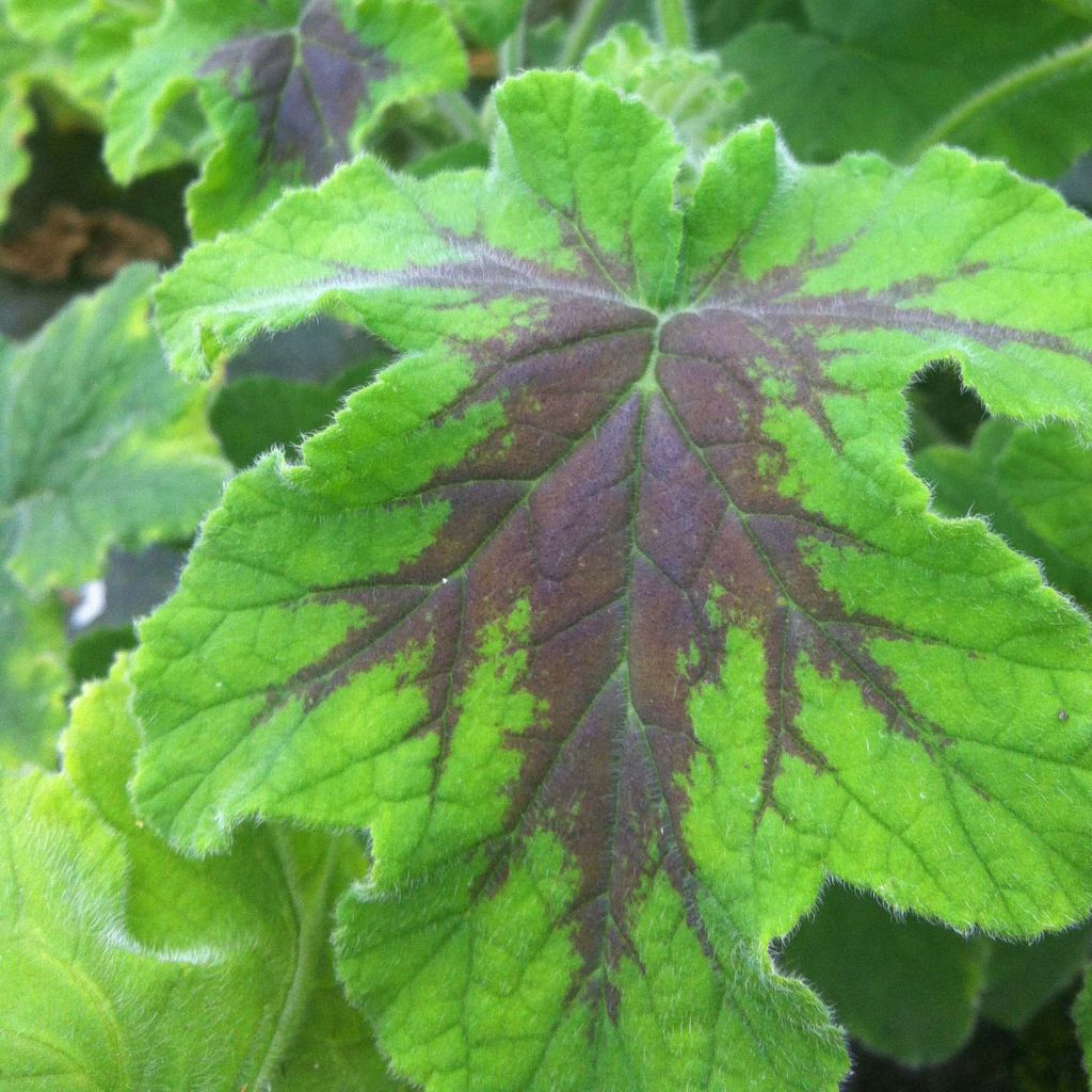 Pélargonium odorant Chocolate - Géranium d'odeur au parfum de menthe