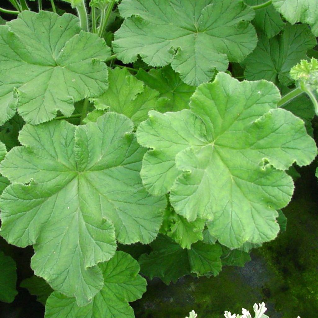 Pelargonium odorant Purple Unique - Géranium parfum fraise