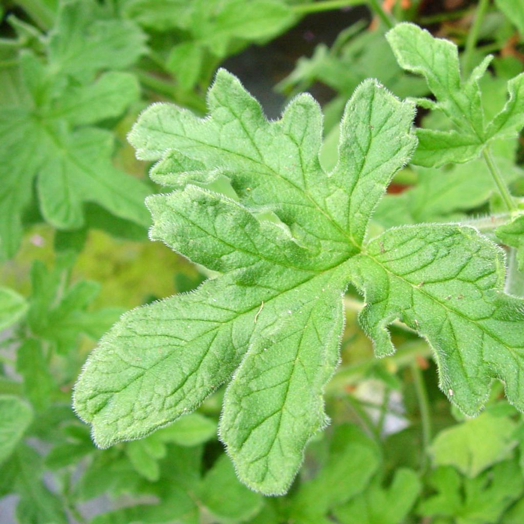 Pelargonium odorant Robert's Lemon Rose - Géranium parfum rose épicée 