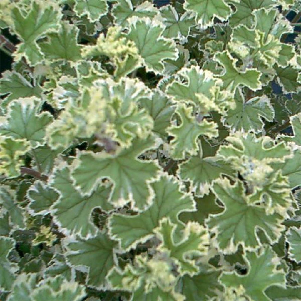 Pélargonium odorant crispum Variegatum - Géranium d'odeur panaché au parfum de citron.