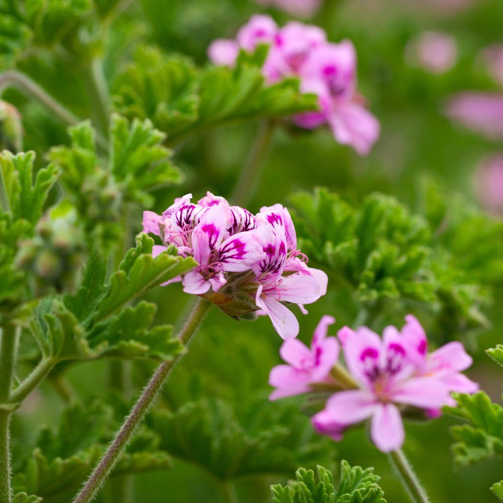 Pélargonium odorant quercifolium - Pélargonium à feuilles de chêne