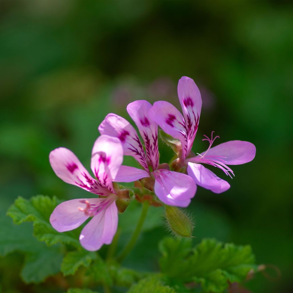 Pélargonium odorant quercifolium - Pélargonium à feuilles de chêne