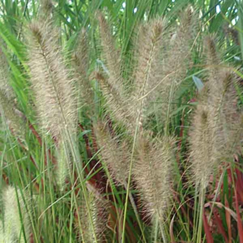 Pennisetum alopecuroides Hameln - Herbe aux écouvillons