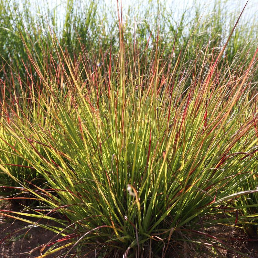 Pennisetum Windy Simonette - Herbe aux écouvillons