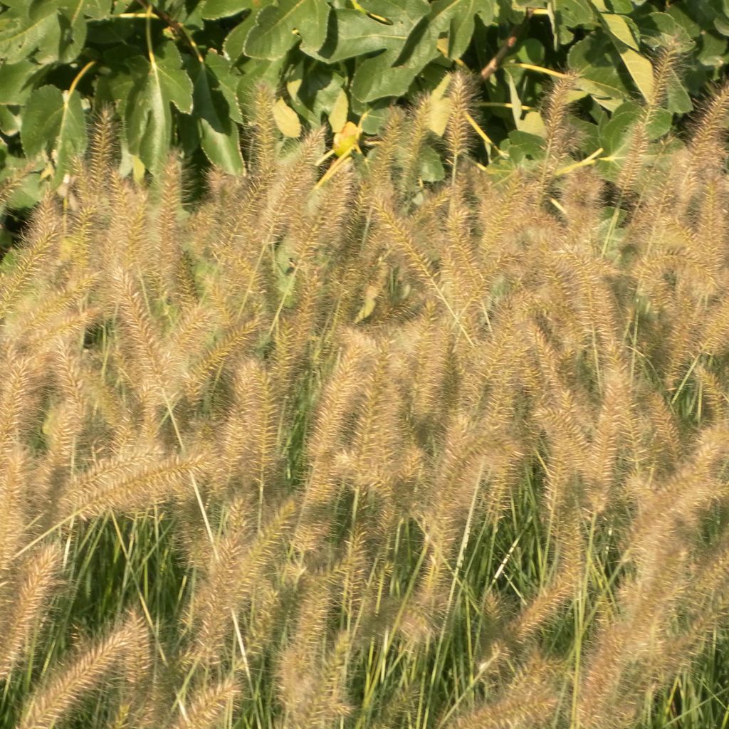 Pennisetum alopecuroides Hameln - Chinese Fountain Grass