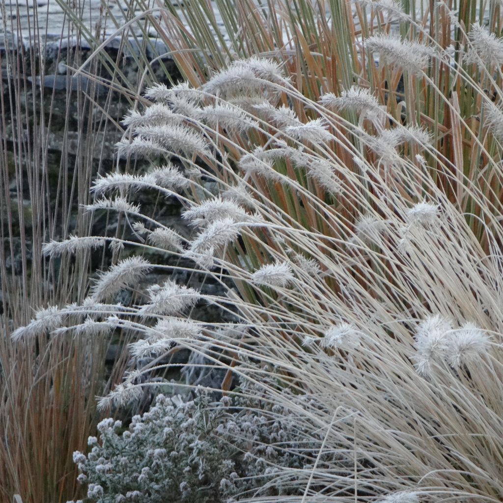 Pennisetum alopecuroides Hameln - Chinese Fountain Grass