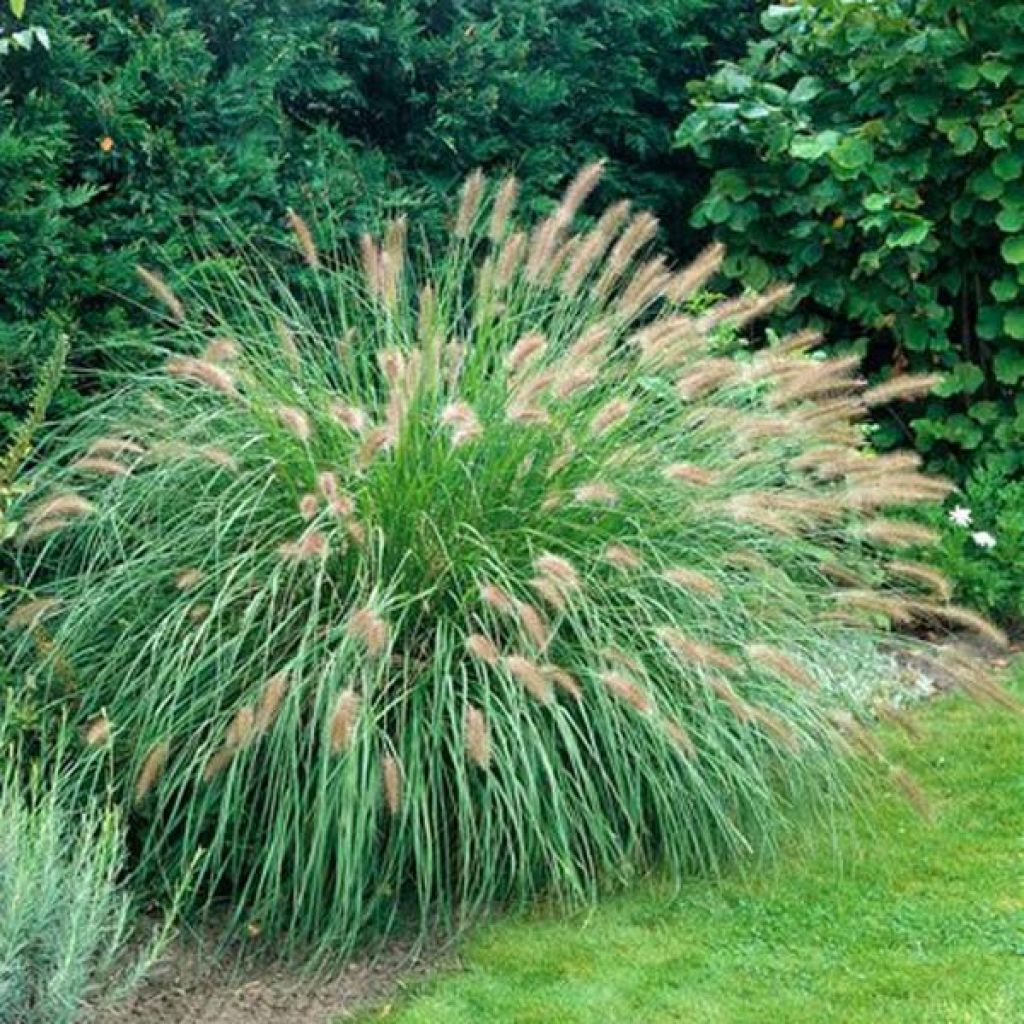 Pennisetum alopecuroides Herbstzauber - Chinese Fountain Grass