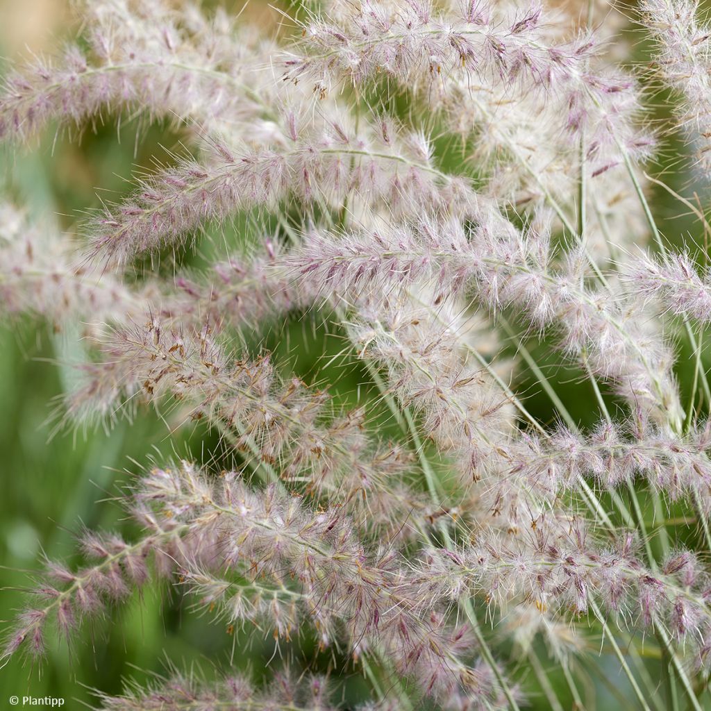 Pennisetum orientale JS Dance With Me - Oriental Fountain Grass