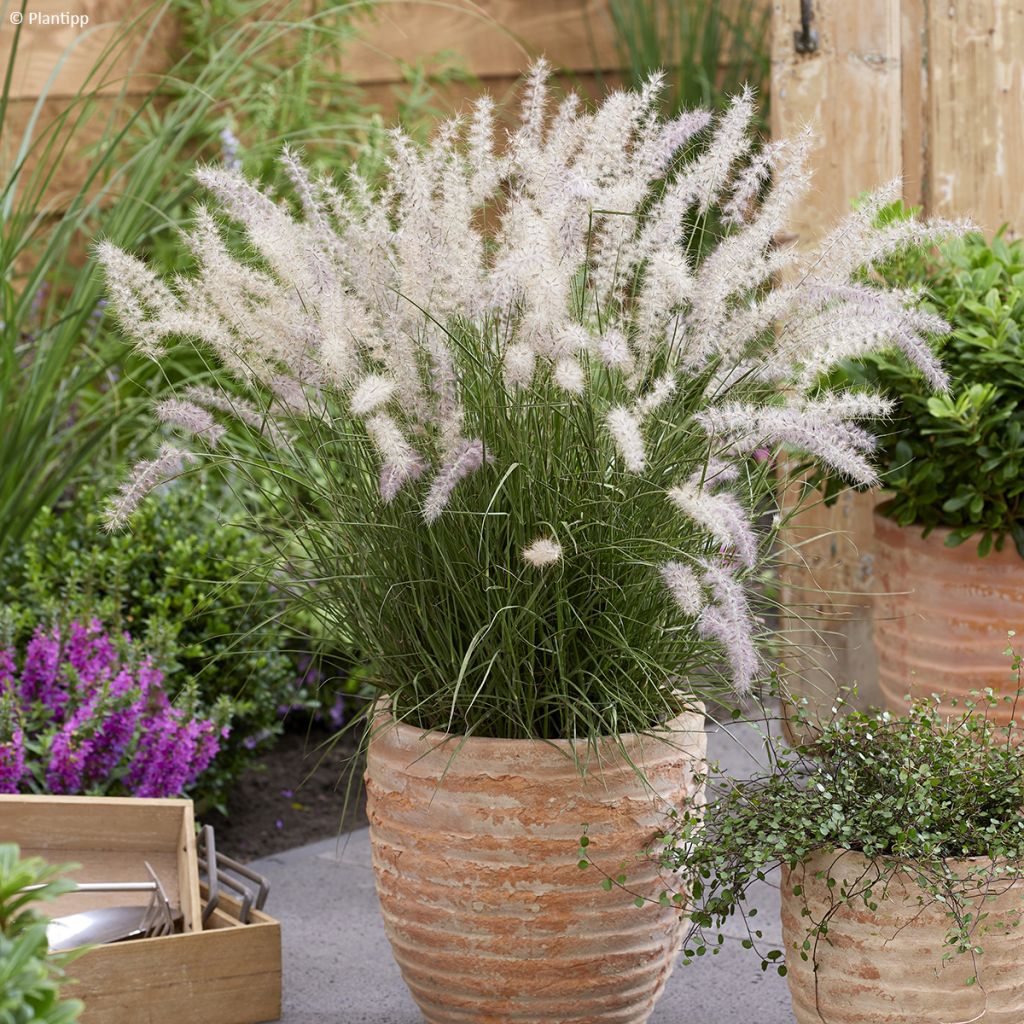 Pennisetum orientale JS Dance With Me - Oriental Fountain Grass