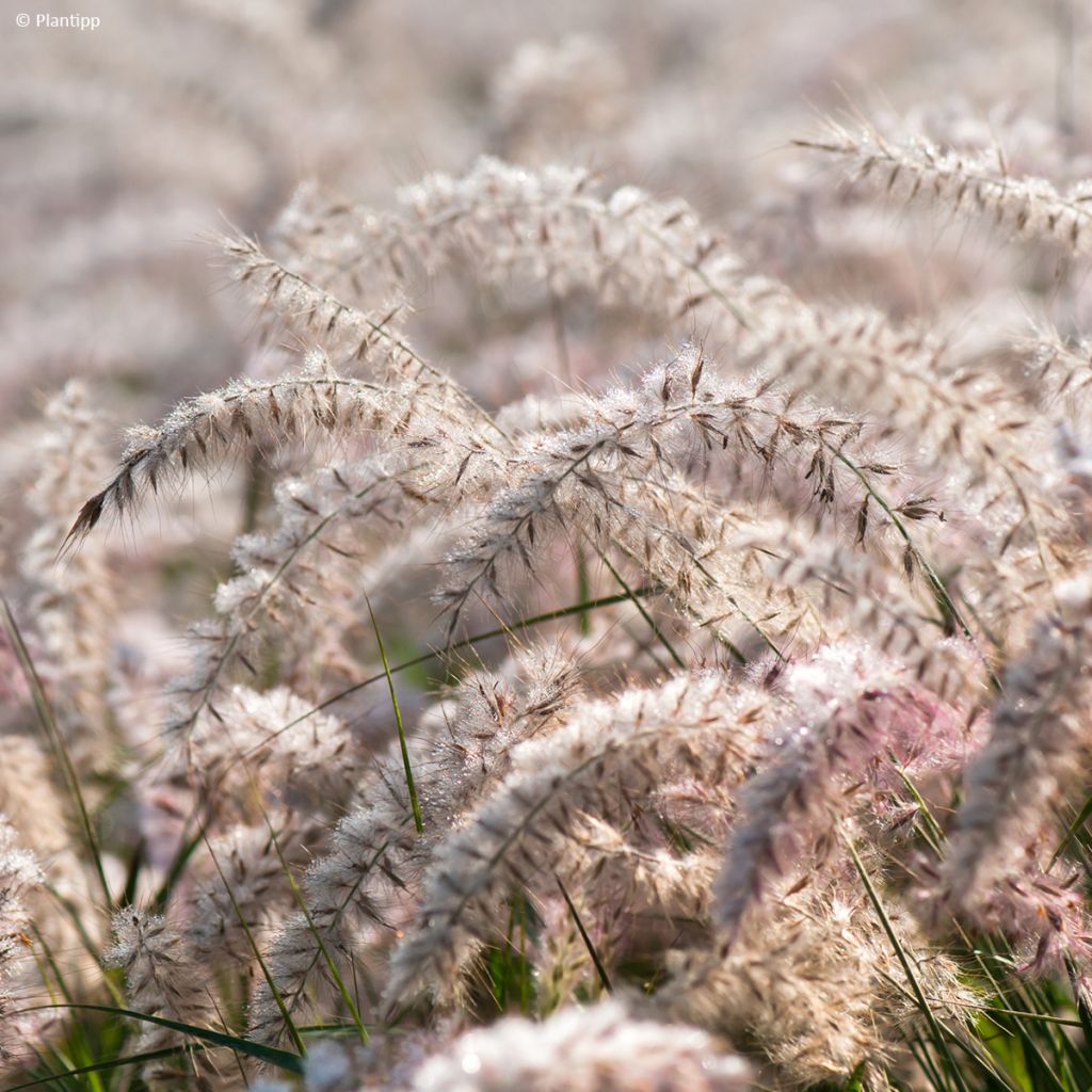 Pennisetum orientale JS Dance With Me - Oriental Fountain Grass