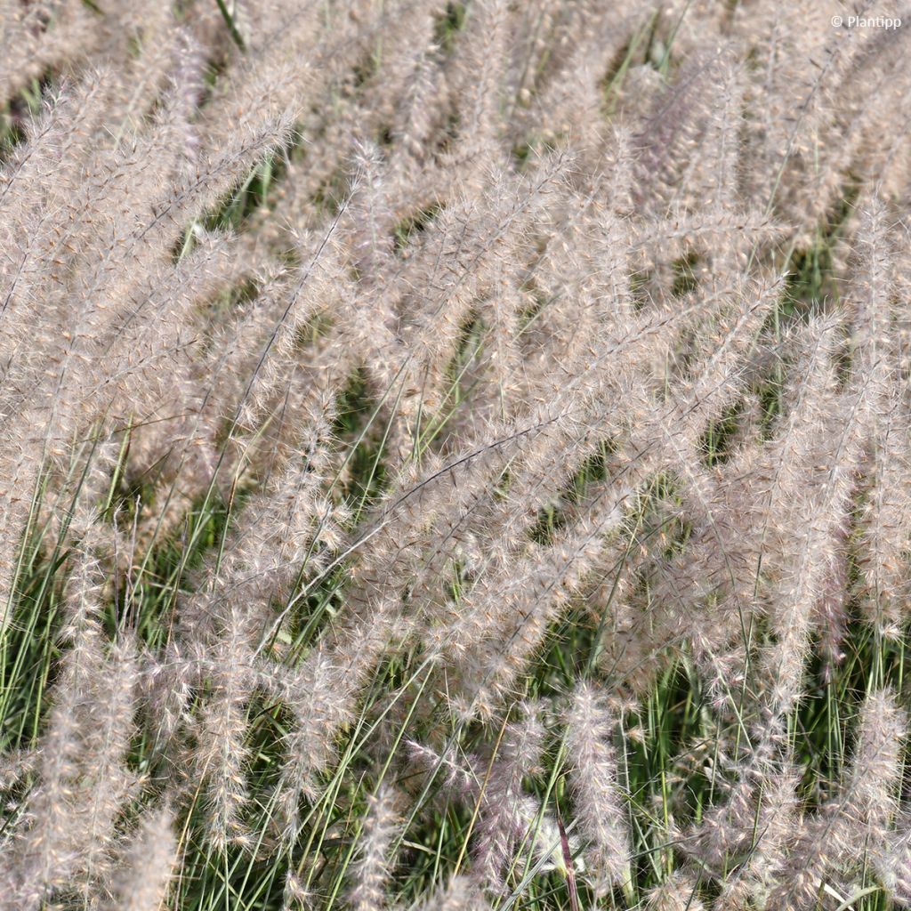 Pennisetum orientale JS Dance With Me - Oriental Fountain Grass