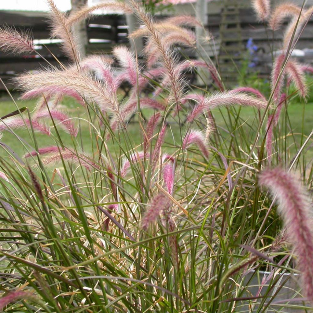 Pennisetum setaceum - Herbe aux écouvillons