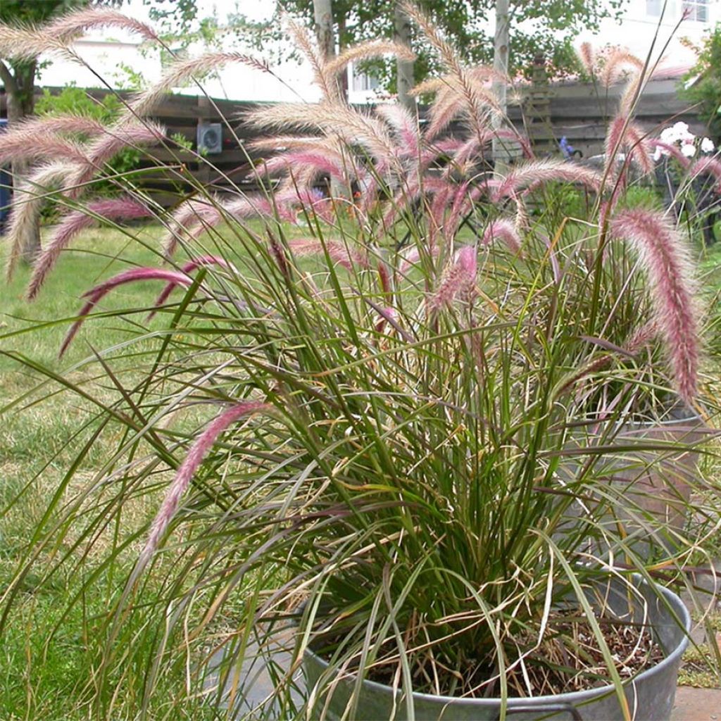 Pennisetum setaceum - Herbe aux écouvillons