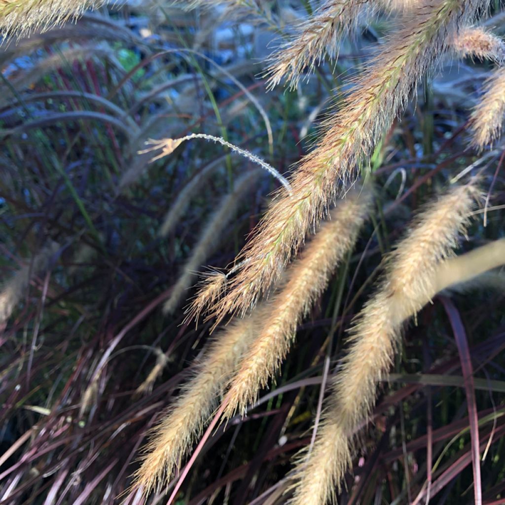 Pennisetum setaceum Fireworks - Herbe aux écouvillons