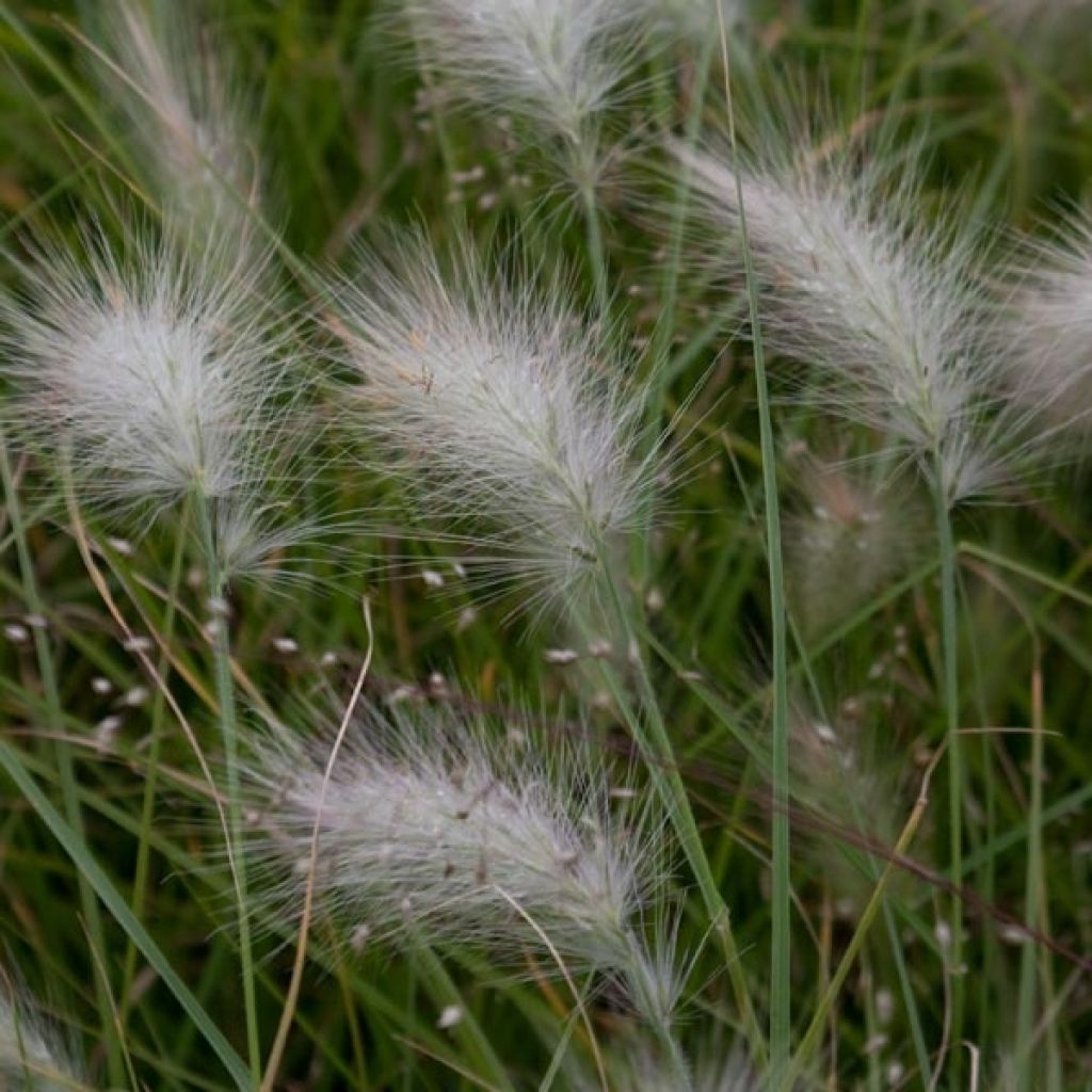 Pennisetum villosum