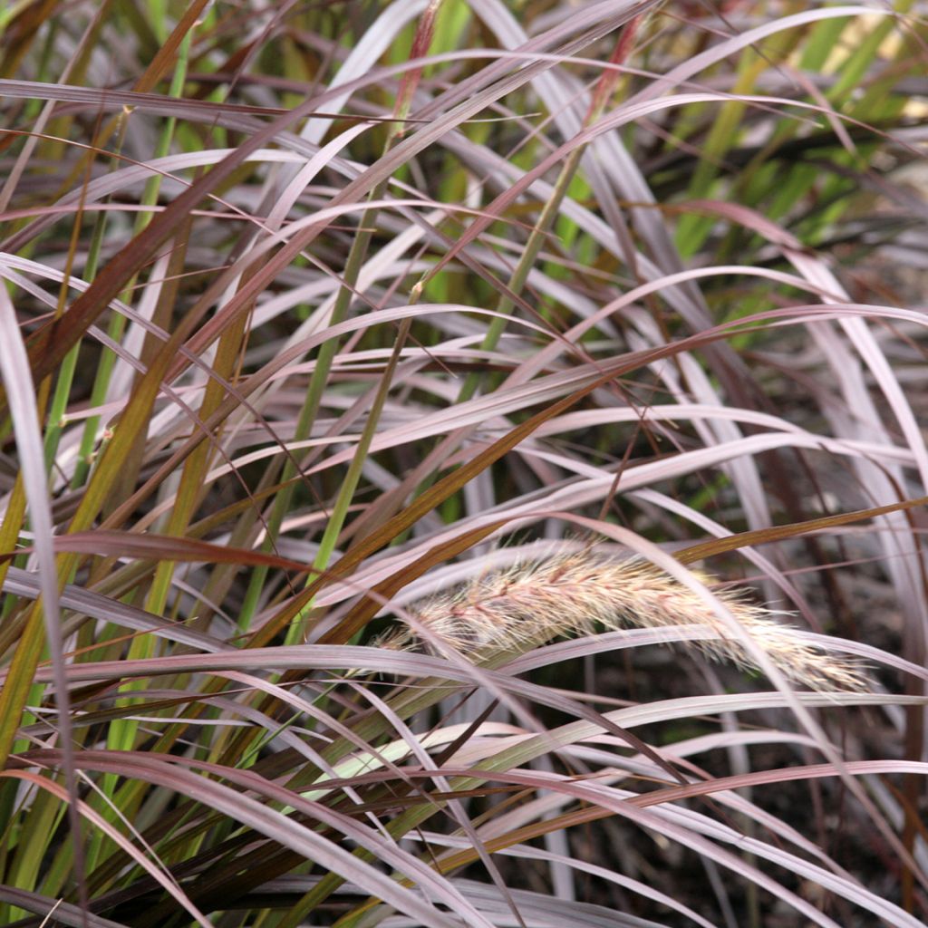 Pennisetum advena Rubrum - Purple Fountain Grass