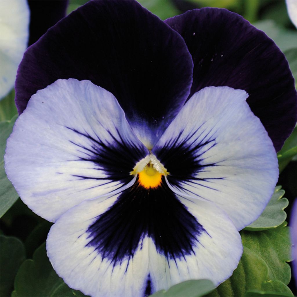Viola hybrida Alpha F1 Moonlight