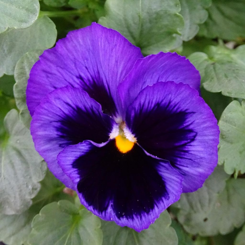 Viola wittrockiana F1 Carrera Blue Blotch plug plant- Swiss Garden Pansy