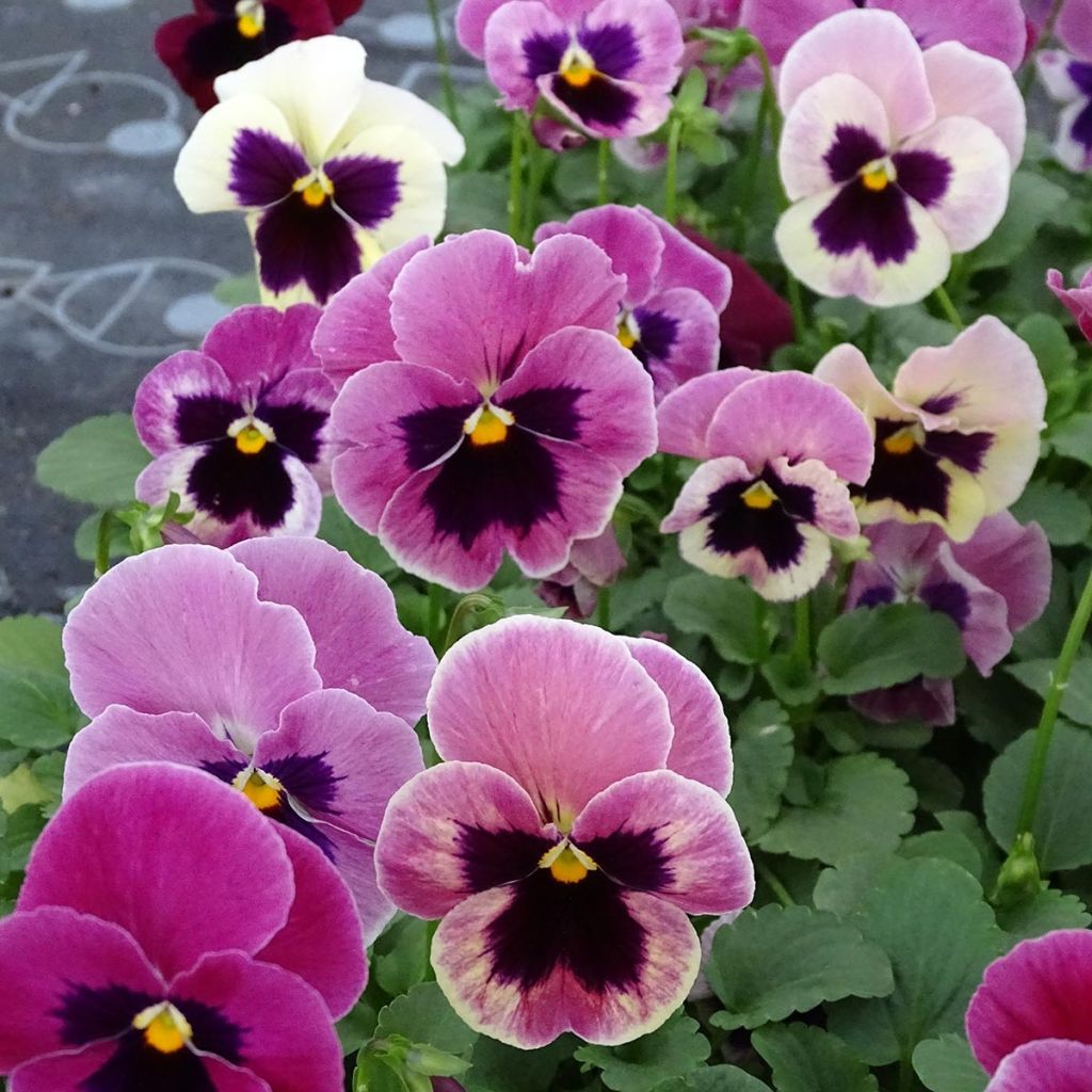 Carrera Pink Shades Pansy mini-plug- Swiss Garden Pansy