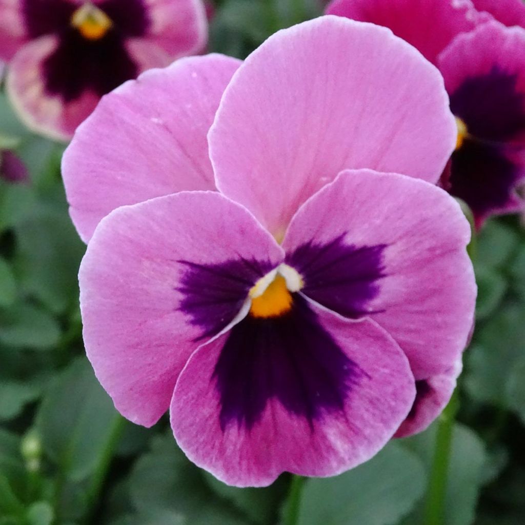 Carrera Pink Shades Pansy mini-plug- Swiss Garden Pansy