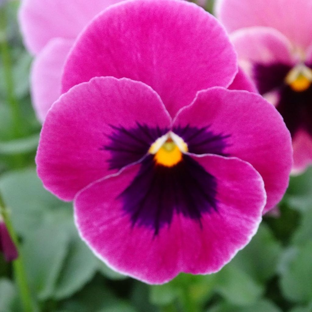 Carrera Pink Shades Pansy mini-plug- Swiss Garden Pansy