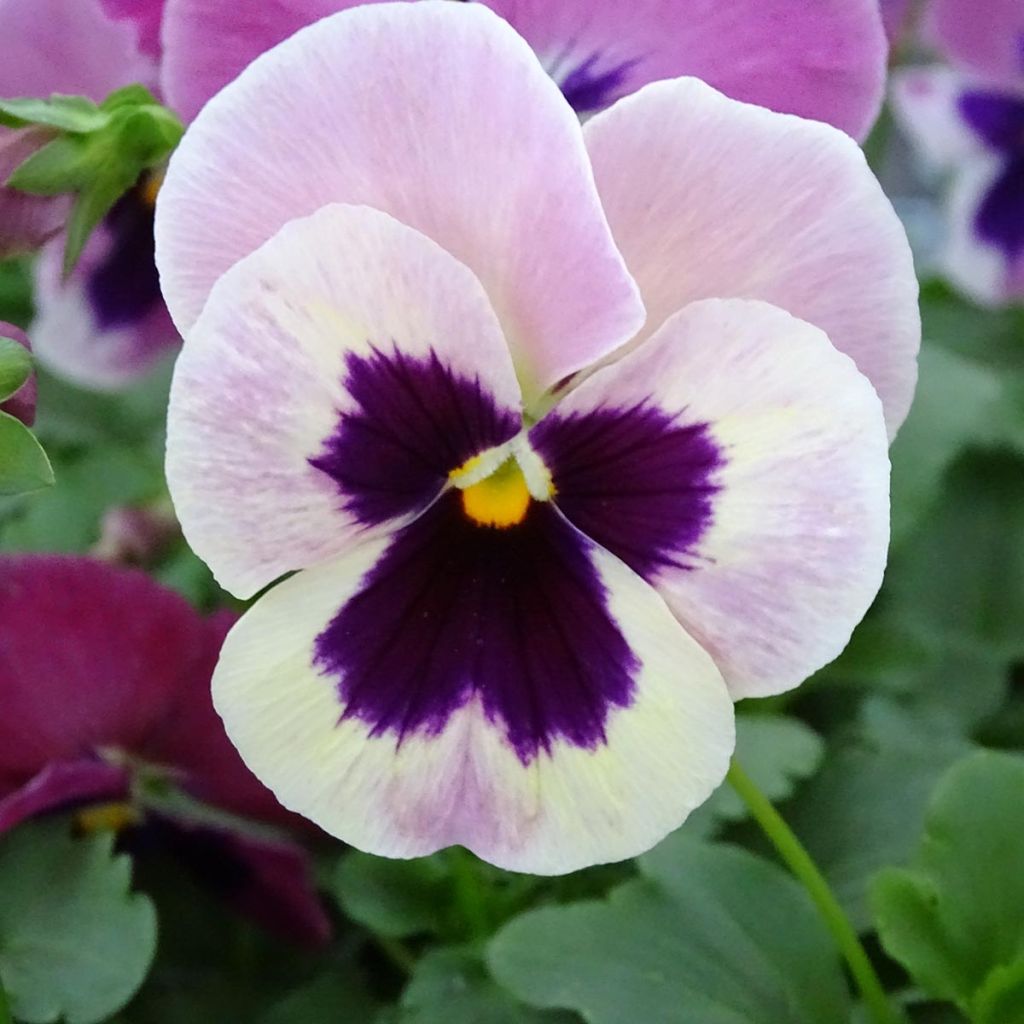 Carrera Pink Shades Pansy mini-plug- Swiss Garden Pansy