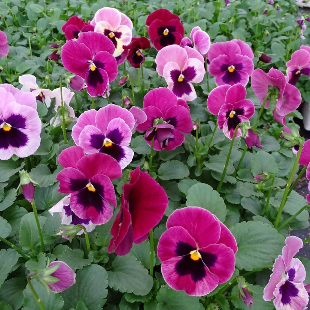 Carrera Pink Shades Pansy mini-plug- Swiss Garden Pansy