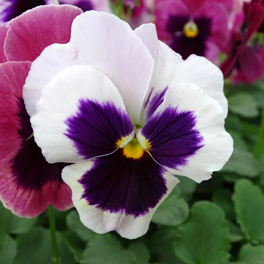 Carrera Pink Shades Pansy mini-plug- Swiss Garden Pansy