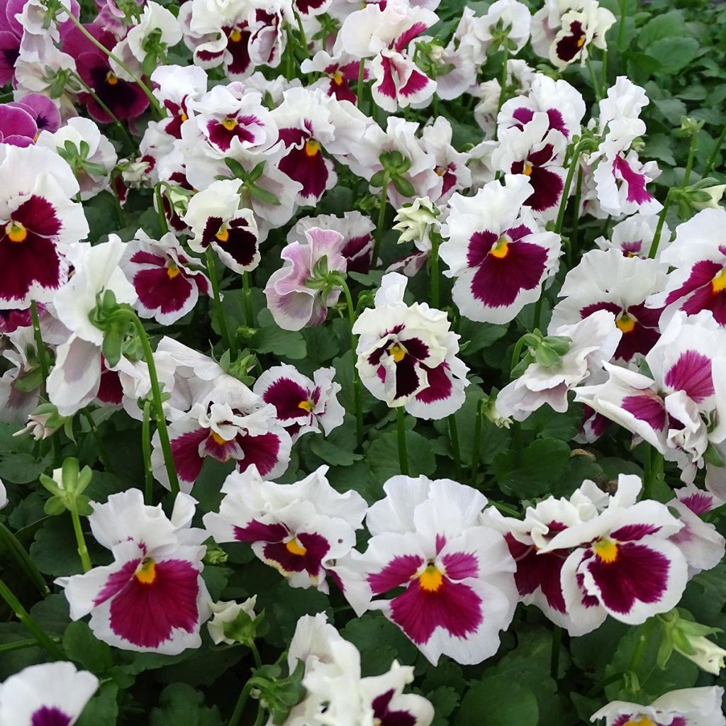 Viola wittrockiana F1 Carrera White Rose Blotch- Swiss Garden Pansy