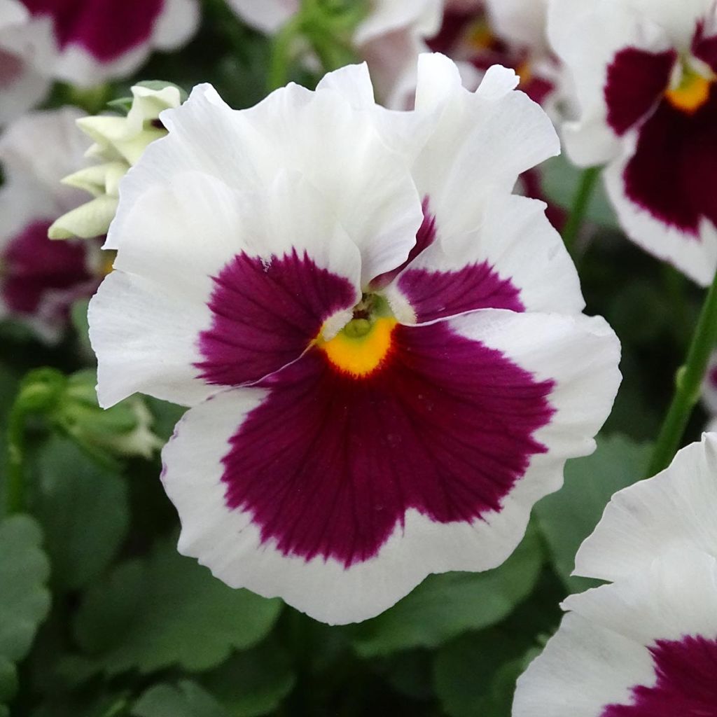 Viola wittrockiana F1 Carrera White Rose Blotch- Swiss Garden Pansy