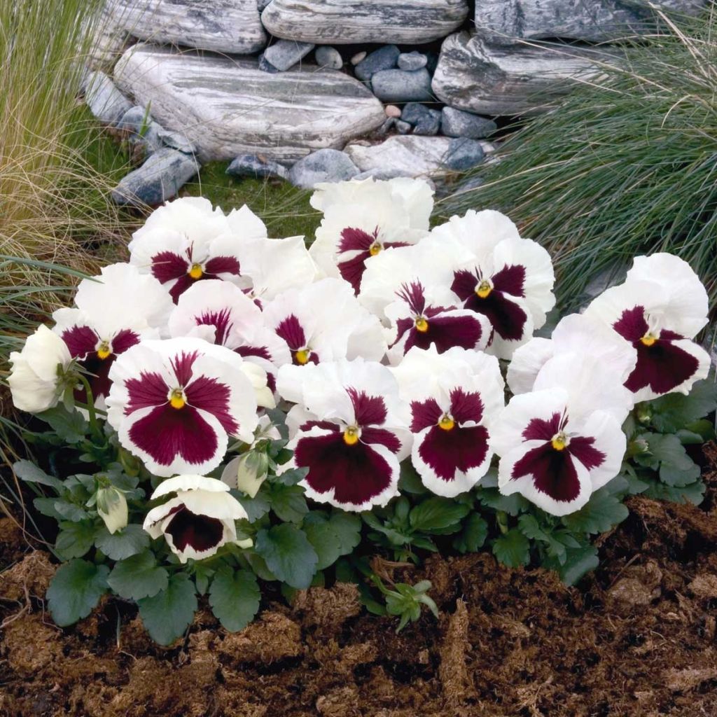 Viola wittrockiana F1 Carrera White Rose Blotch- Swiss Garden Pansy