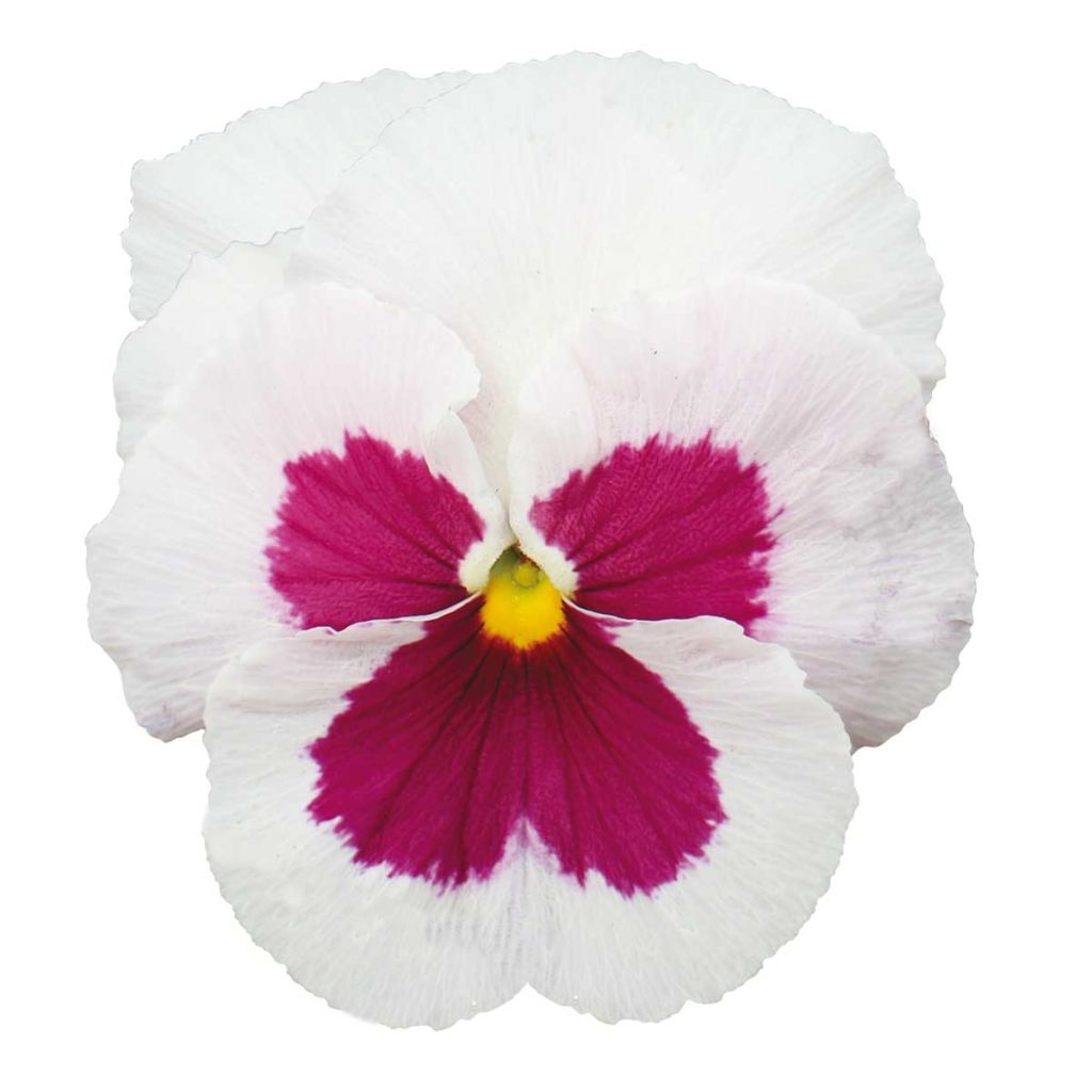 Viola wittrockiana F1 Carrera White Rose Blotch- Swiss Garden Pansy