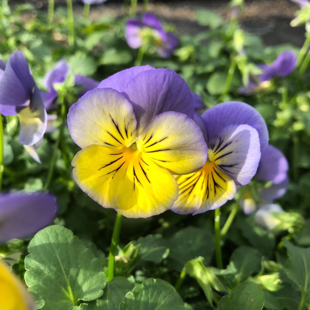 Viola hybrida Cool Wave Morpho - Pansy