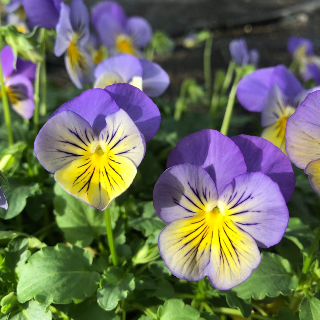 Viola hybrida Cool Wave Morpho - Pansy