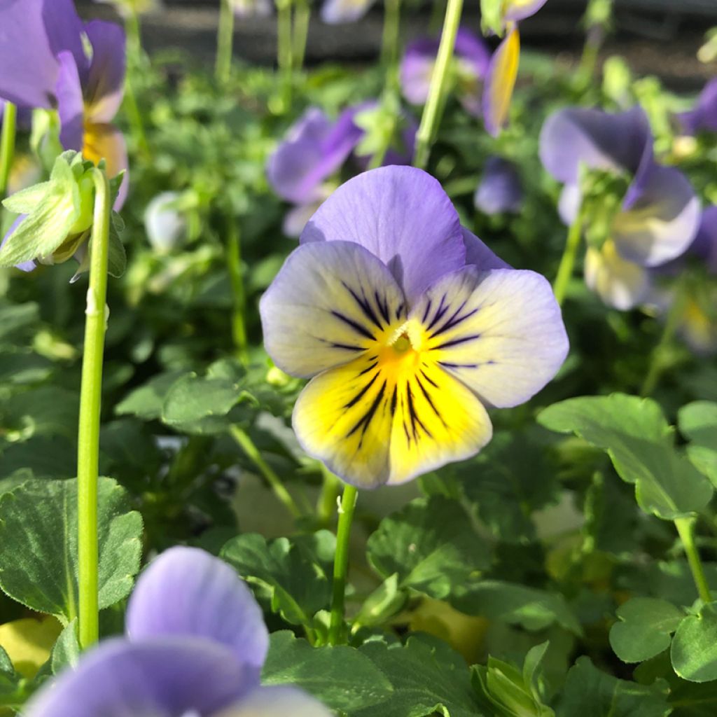 Viola hybrida Cool Wave Morpho - Pansy