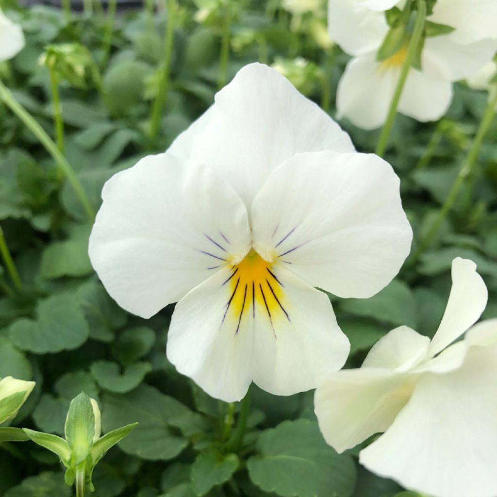 Trailing Pansy Cool Wave White plug plant