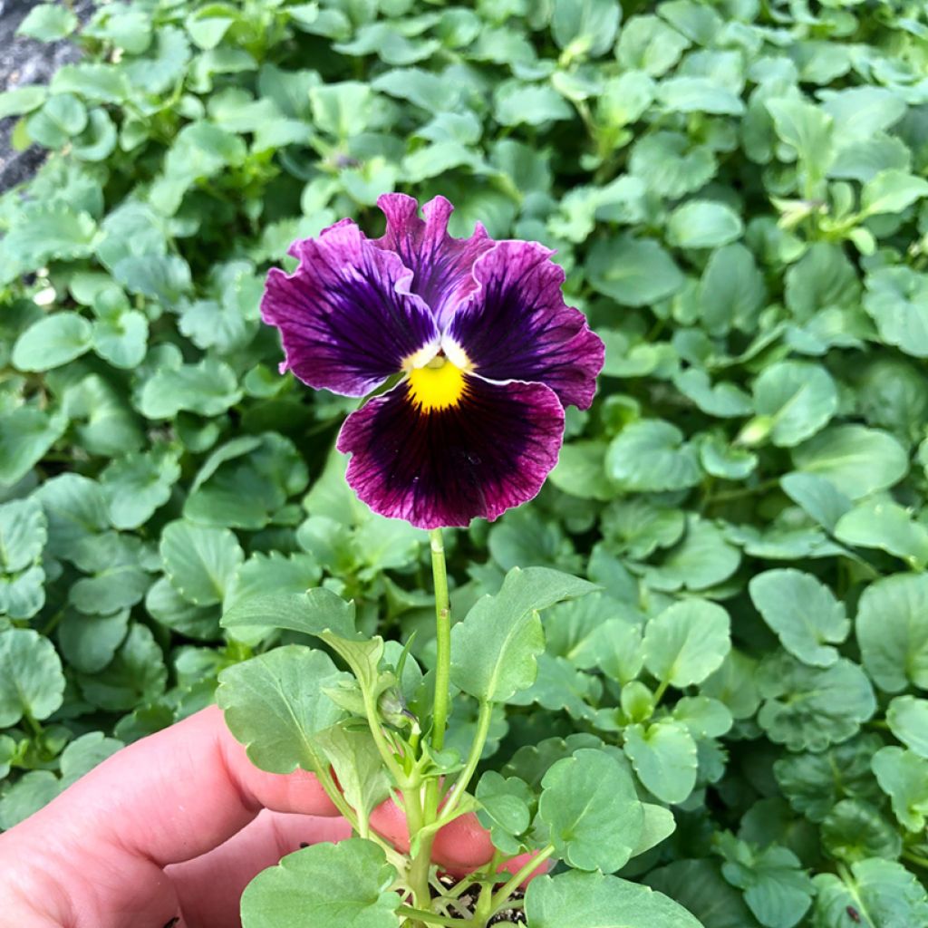 Viola wittrockiana F1 Farandole- Swiss Garden Pansy