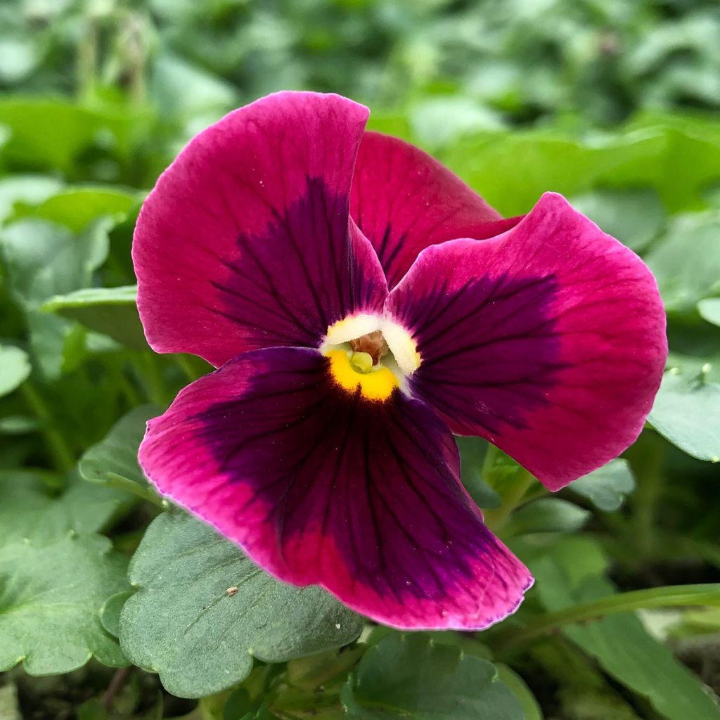Viola wittrockiana F1 Farandole- Swiss Garden Pansy