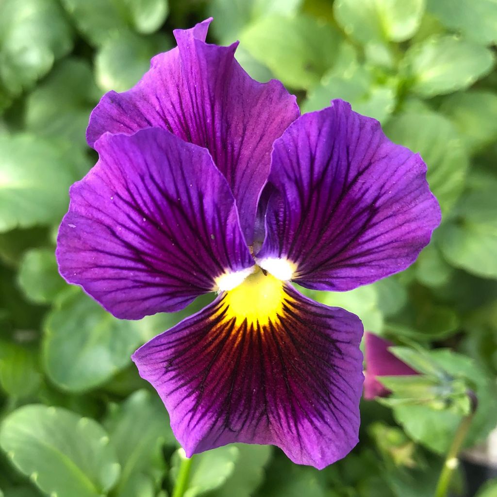 Viola wittrockiana F1 Farandole- Swiss Garden Pansy