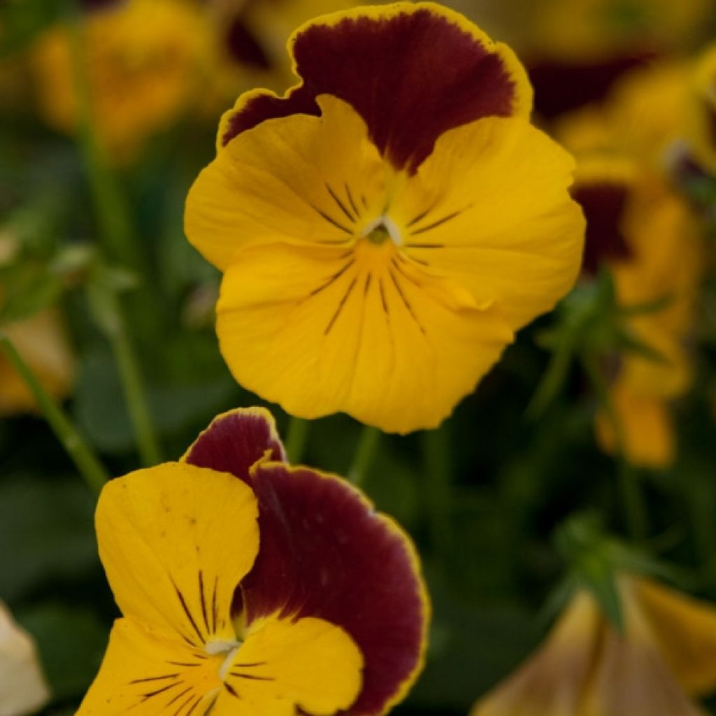 Viola PrimUp Felix Mandarin - Medium-flowered Pansy