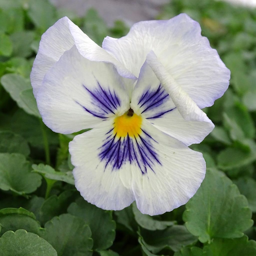 Viola Felix Pansy mini plug mix- Swiss Garden Pansy